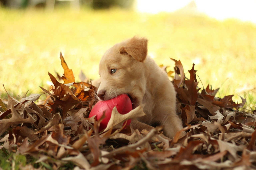 hundespielzeug selber machen