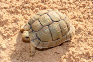 mini landschildkröten
