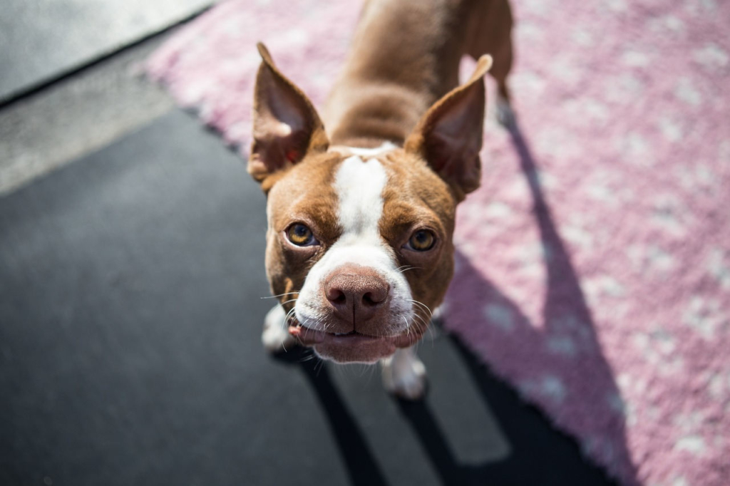 boston terrier anfängerhund