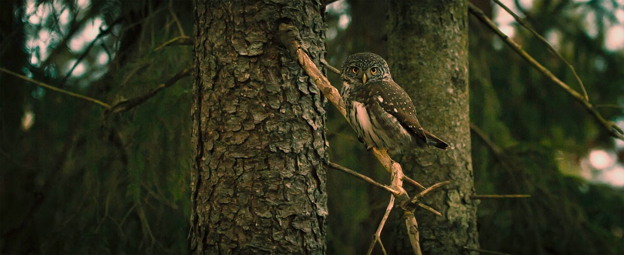 Darf Man Eulen Als Haustier Halten Eule als Haustier - In Deutschland möglich!