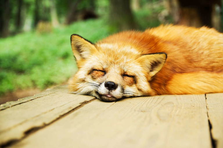 Darf Man In Deutschland Einen Fuchs Als Haustier Halten