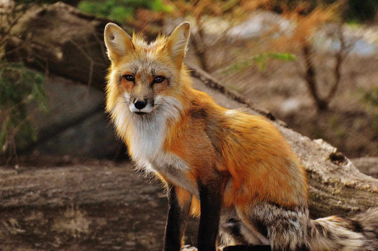 Darf Man Einen Fuchs Als Haustier Halten Fuchs als Haustier - Wie geht das und darf man das?