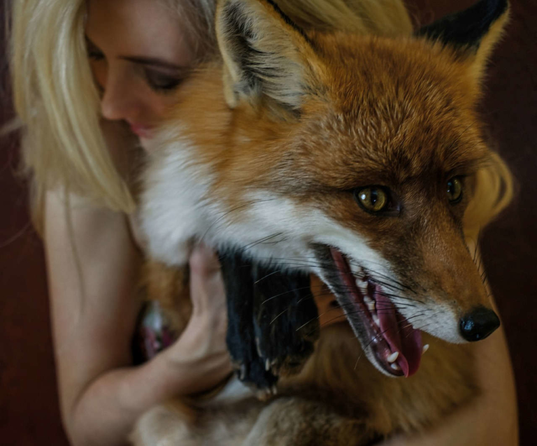 Darf Man In Deutschland Einen Fuchs Als Haustier Halten