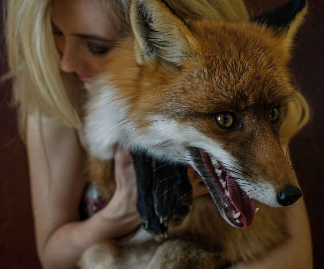 Darf Man In Deutschland Einen Fuchs Als Haustier Halten