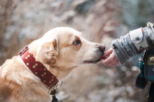 hund als haustier