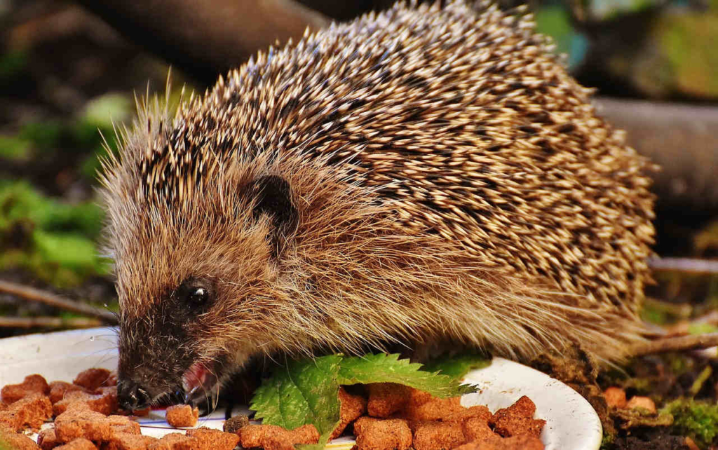 igel als haustier halten