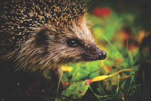 igel zuhause halten