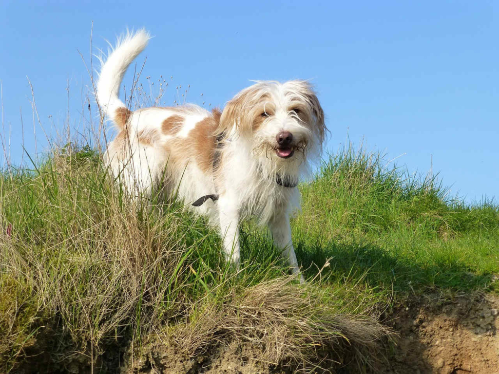 unkomplizierte hunde
