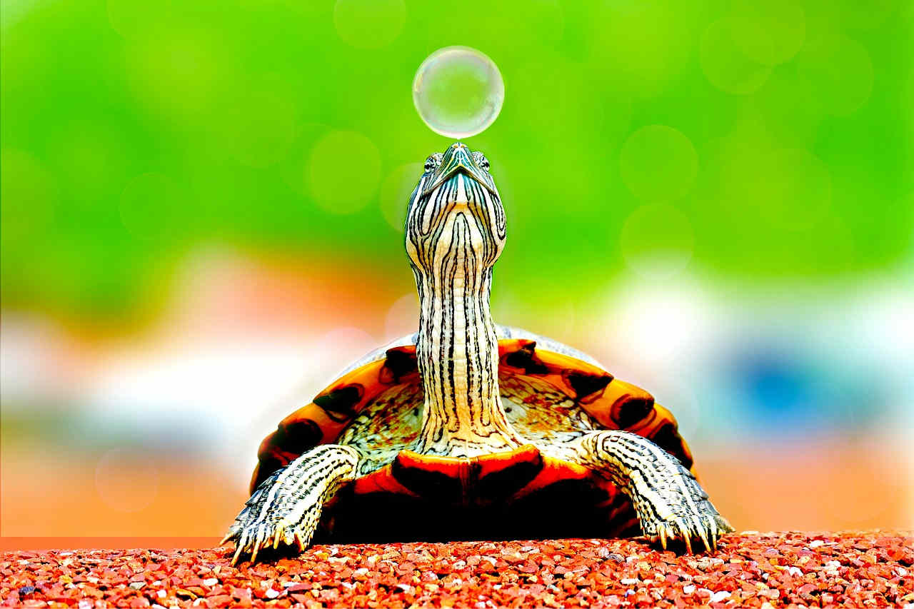 reptilien exotische tiere