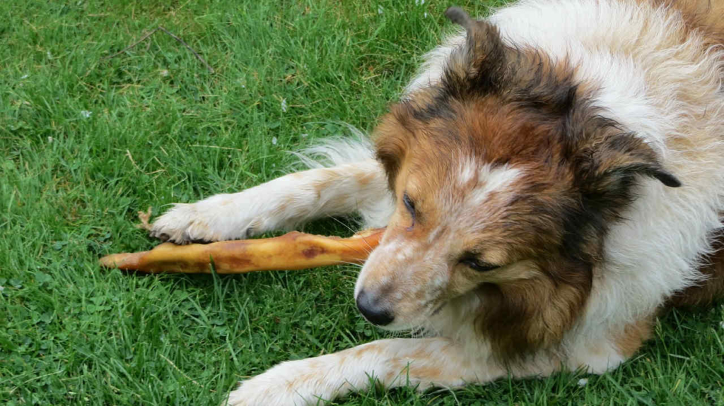 was fressen Hunde