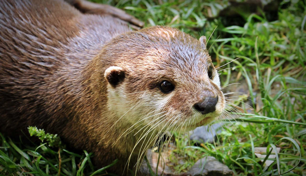 Otter Als Haustier In Deutschland