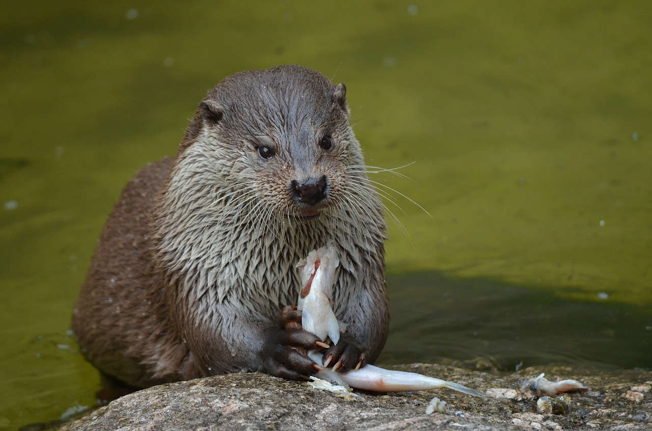 Otter Als Haustier In Deutschland