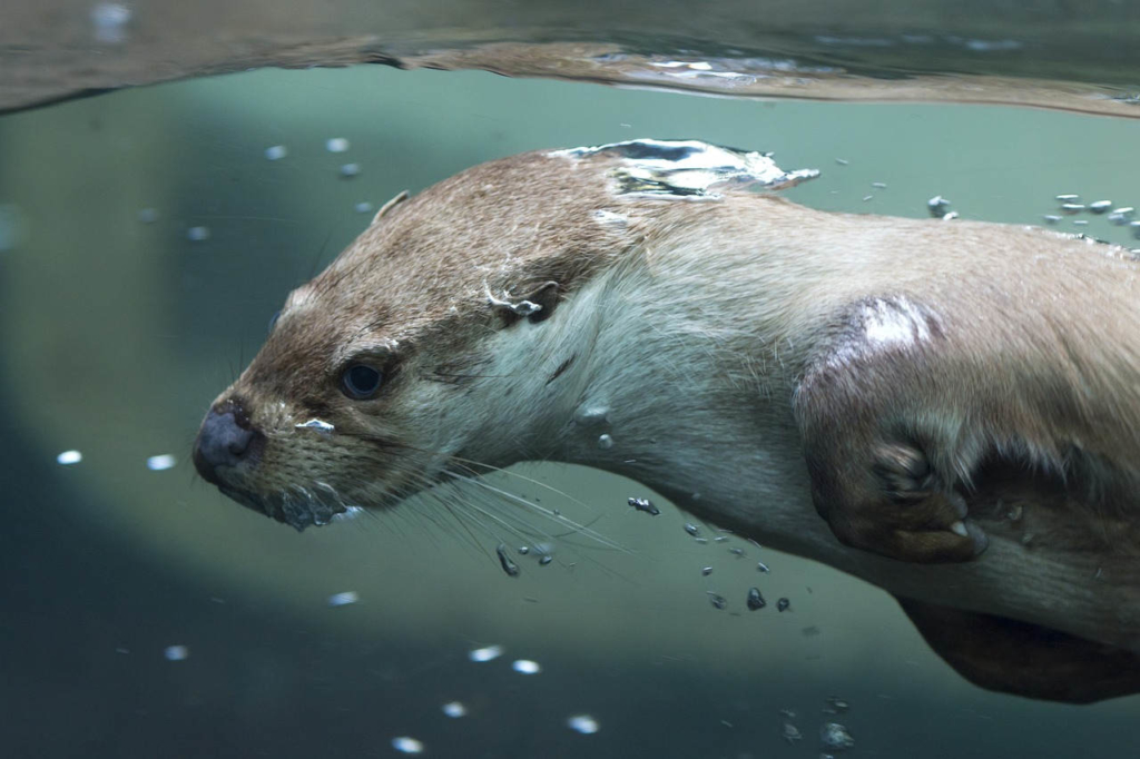 Darf Man Otter Als Haustier Halten Otter als Haustier - Darauf müssen Sie als Halter achten!