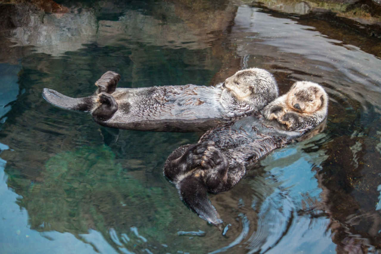 Darf Man In Deutschland Otter Halten Otter als Haustier - Darauf müssen Sie als Halter achten!