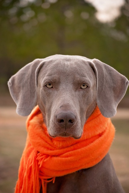 Schnupfen beim Hund
