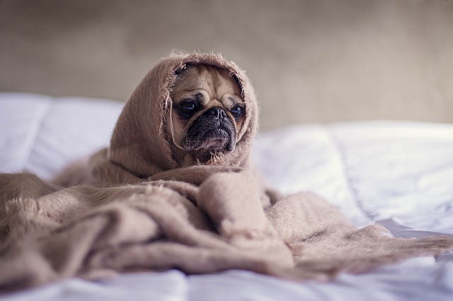 Hund schnupfen
