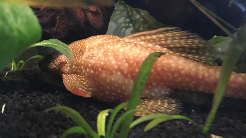 bauchwassersucht fisch