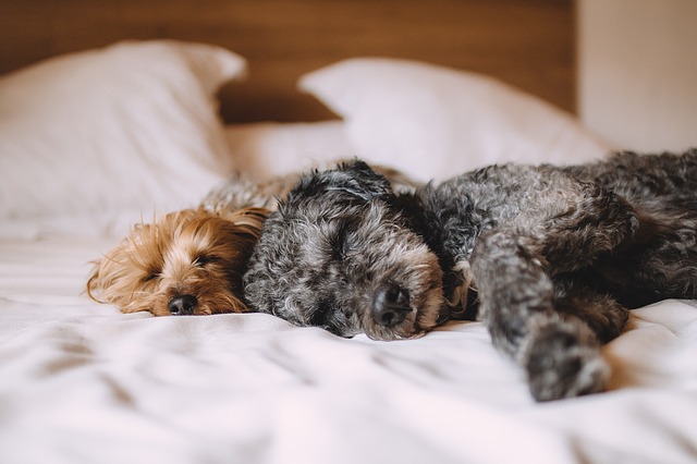 wieviel beschäftigung braucht ein hund am tag