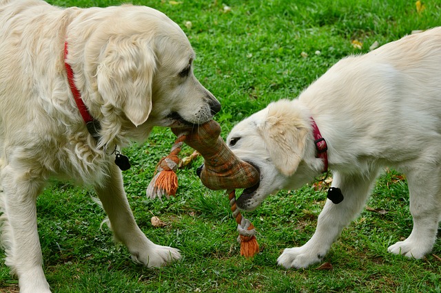 wie beschäftige ich meinen hund