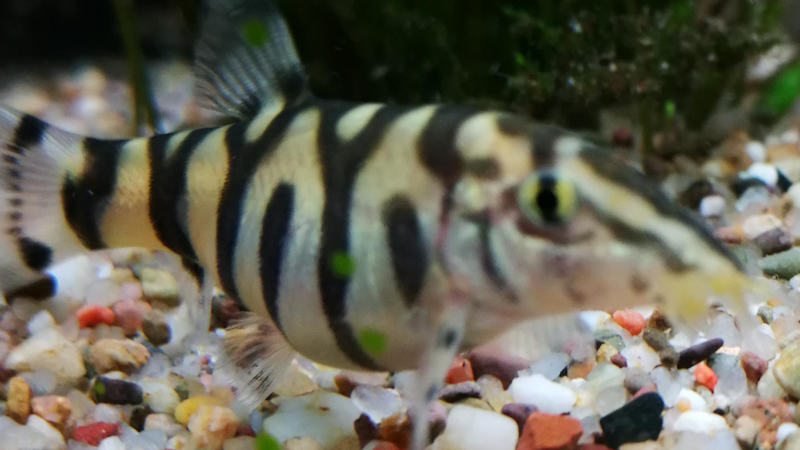 kampffisch bauchwassersucht