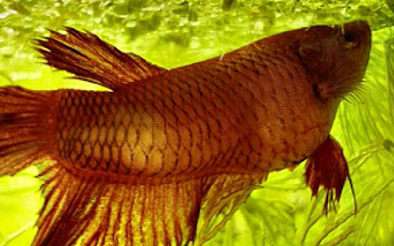 Fischtuberkulose was tun