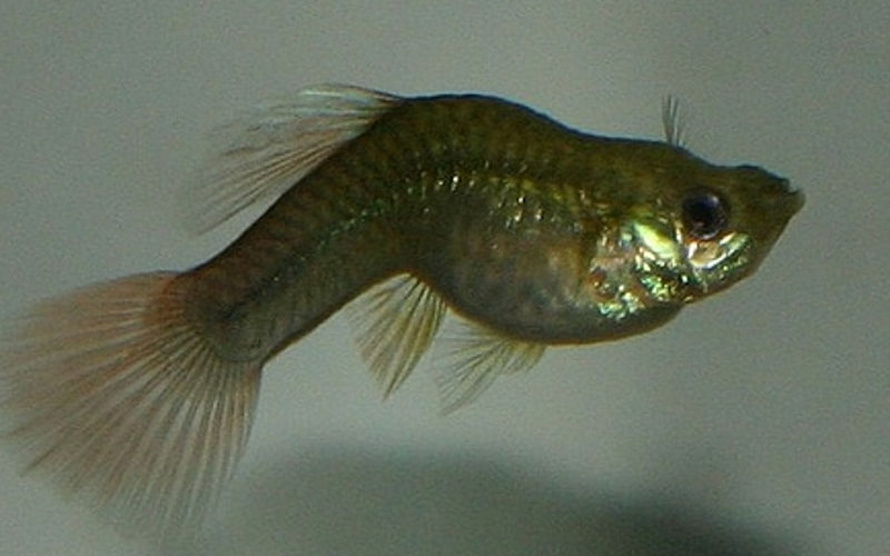 Fischtuberkulose Bilder