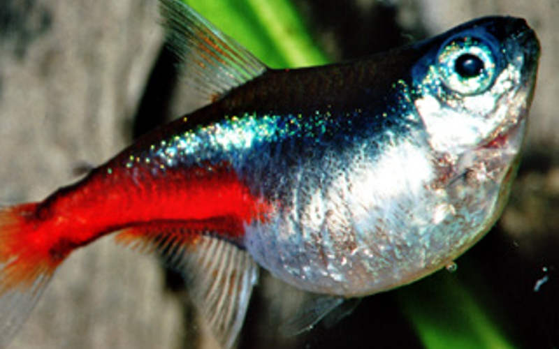 Fischtuberkulose Guppy