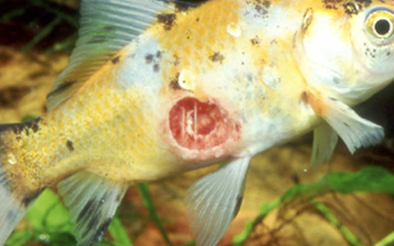 fisch tbc