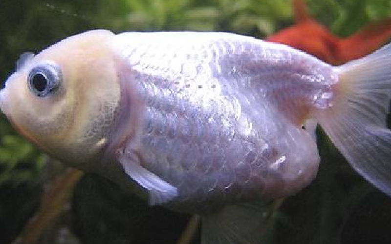 goldfisch fish TBC