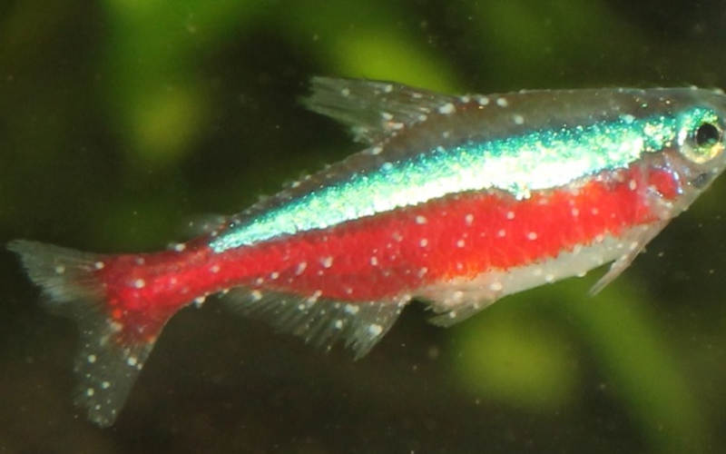 pünktchenkrankheit im aquarium
