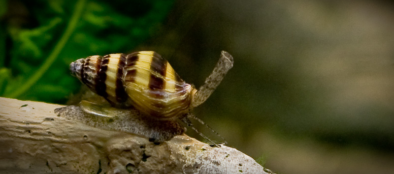 aquarium schneckenfresser