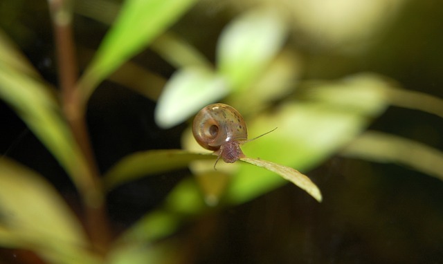 zu viele schnecken im aquarium