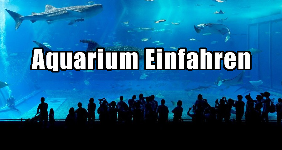 Aquarium einfahren - Darauf müssen Sie achten