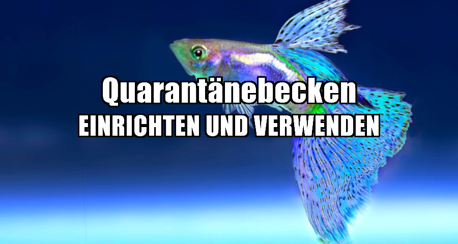 quarantänebecken einrichten