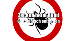 zecken beim hund entfernen