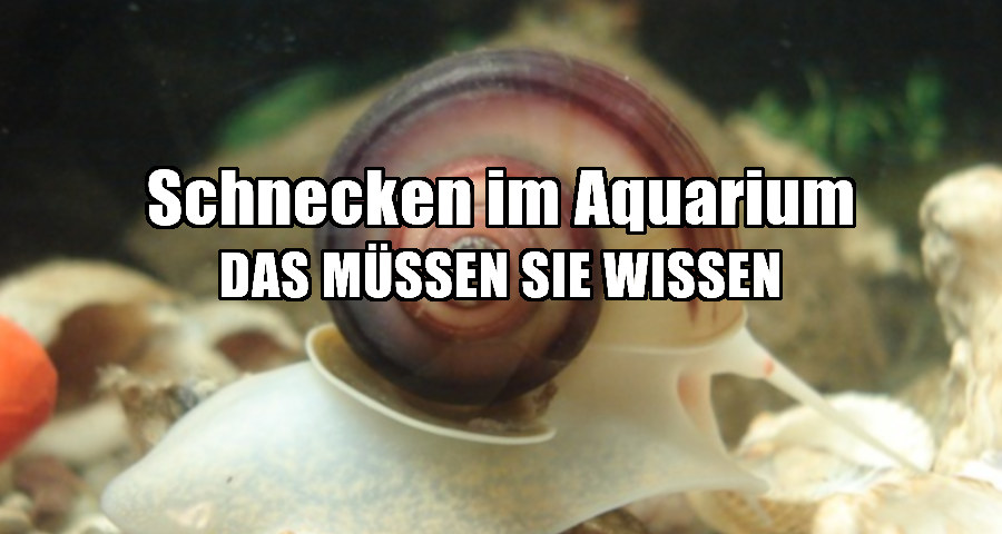 schnecken im aquarium
