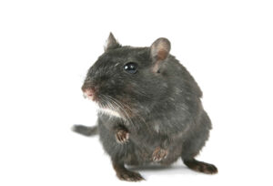 Ratte als Haustier