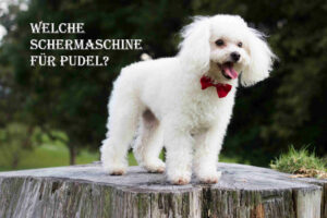 schermaschine pudel beitragsbild